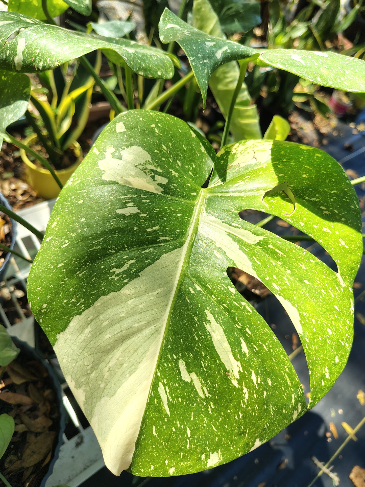 Monsteria Thai 1 gallon