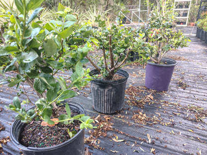 Blueberry emerald vaccinicum PP 12,165 (2 ga)
