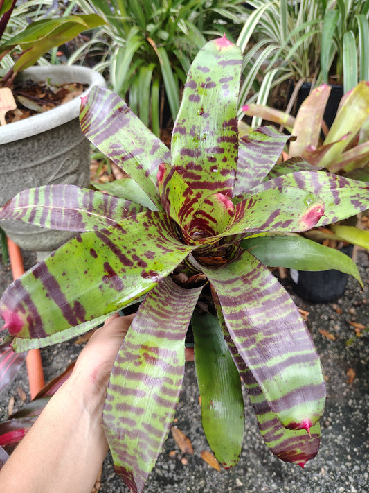 Alligator skin bromeliad