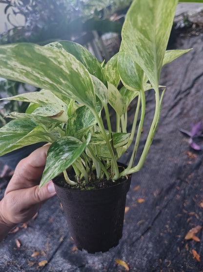 Epipremnum Aureum marble Queen pothos variegated