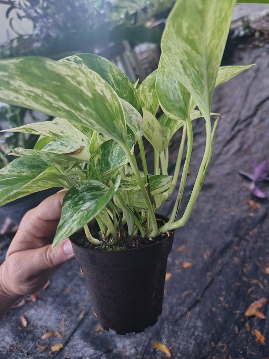 Epipremnum Aureum marble Queen pothos variegated