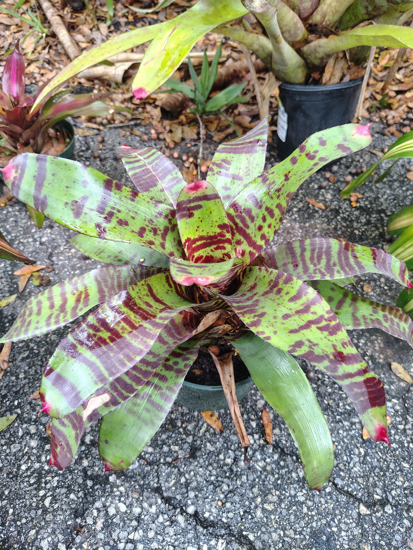 Alligator skin bromeliad