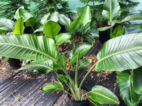 Bird of Paradise Tree (white bloom), 3 gal (local pick up only) plant,