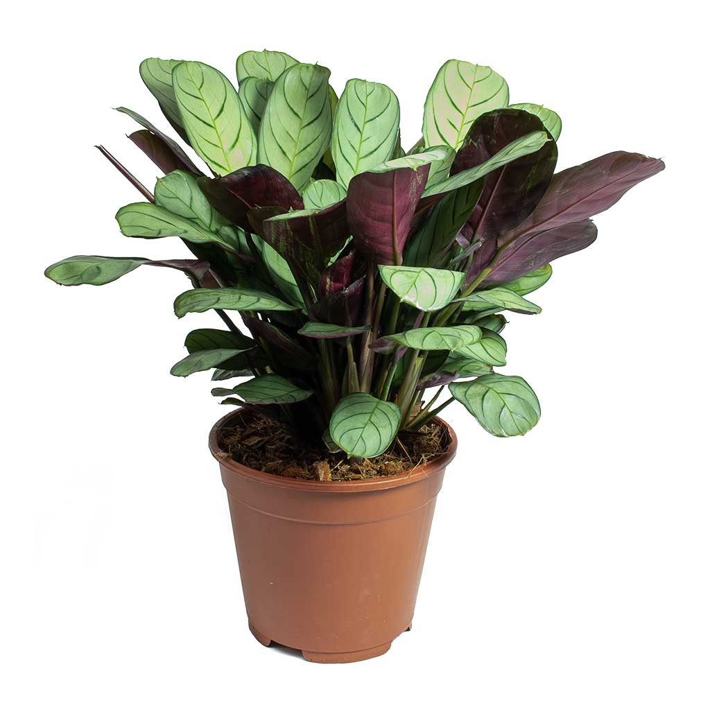 Never never plant