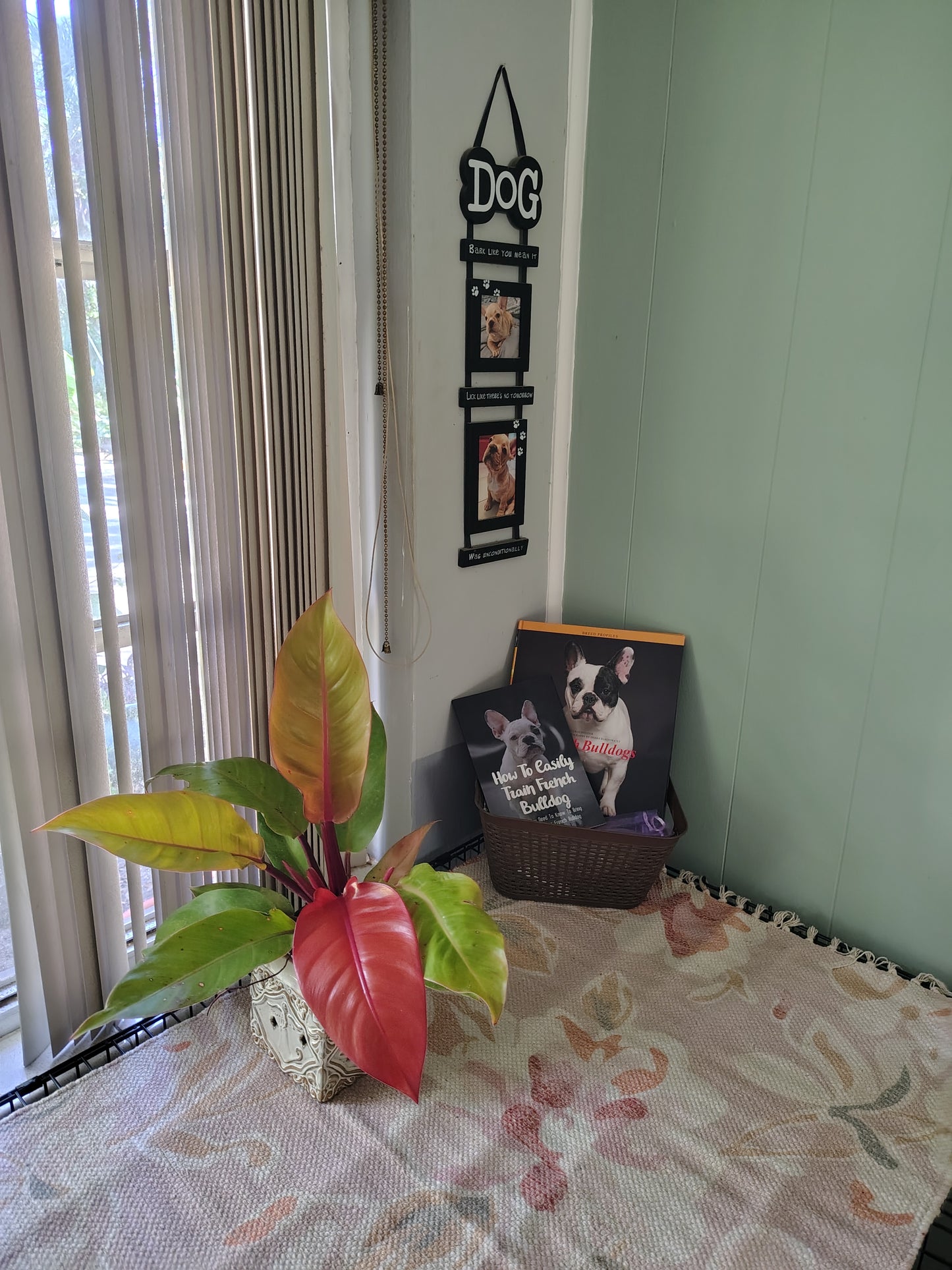 Prince of Orange Philodendron 6 in pot