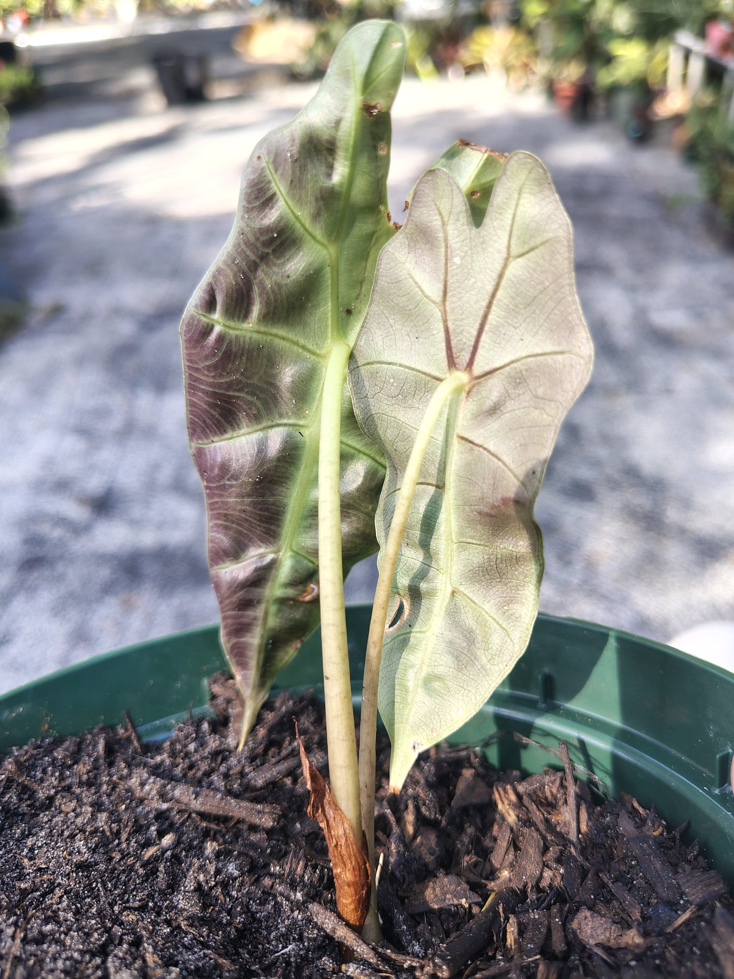 Alocasia polly 6 in pot
