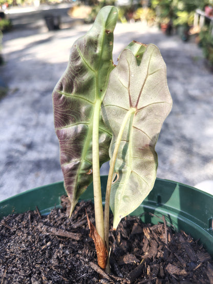 Alocasia polly 6 in pot