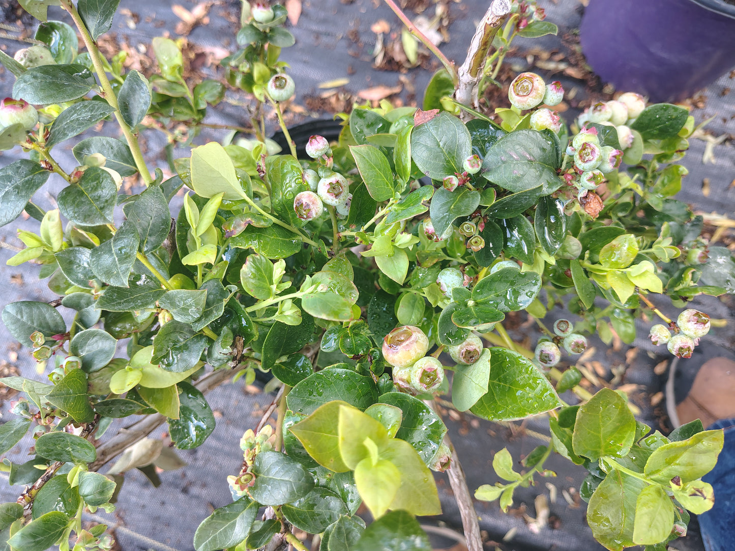 Blueberry emerald vaccinicum PP 12,165 (2 ga)