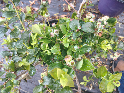 Blueberry emerald vaccinicum PP 12,165 (2 ga)