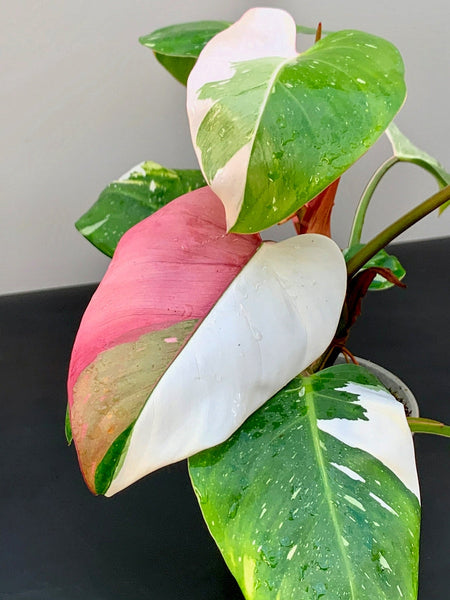 White Princess Philodendron Rare Tropical Plant 2 in pot