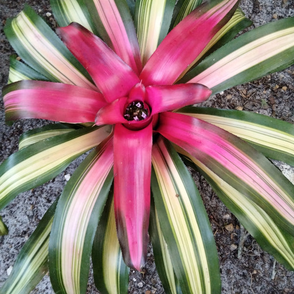 Neoregelia Bromilaiad live plant