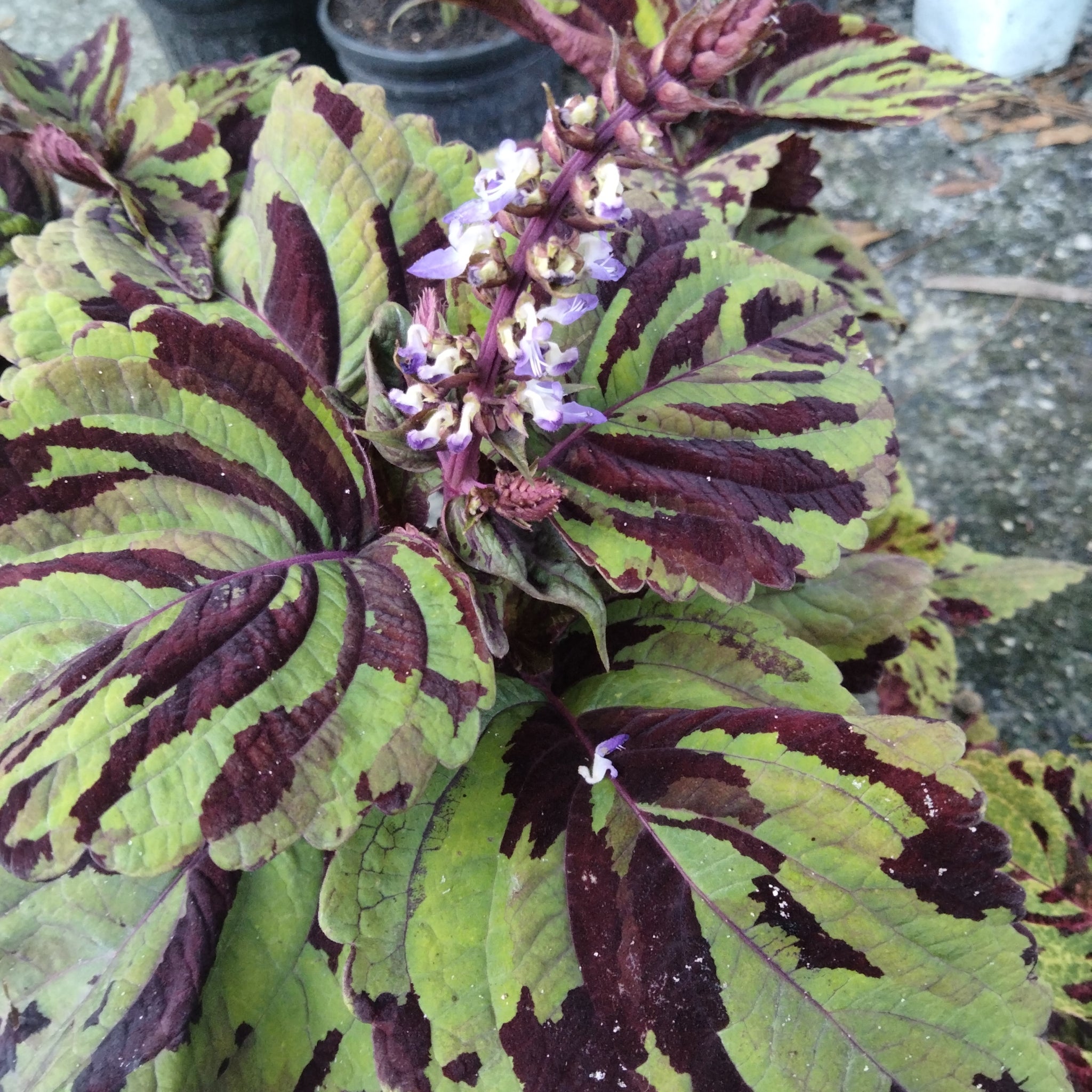 Mosaic Coleus live plant