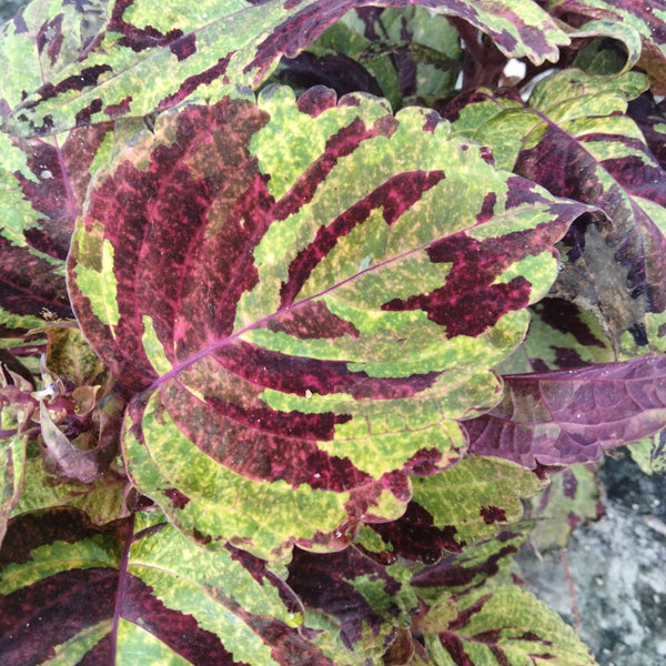 Mosaic Coleus live plant