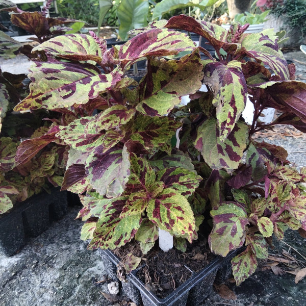 Mosaic Coleus live plant