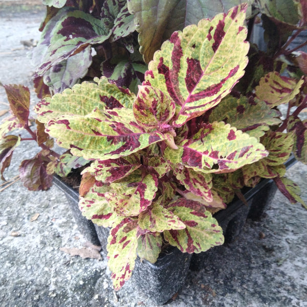 Mosaic Coleus live plant