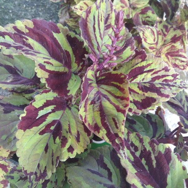 Mosaic Coleus live plant