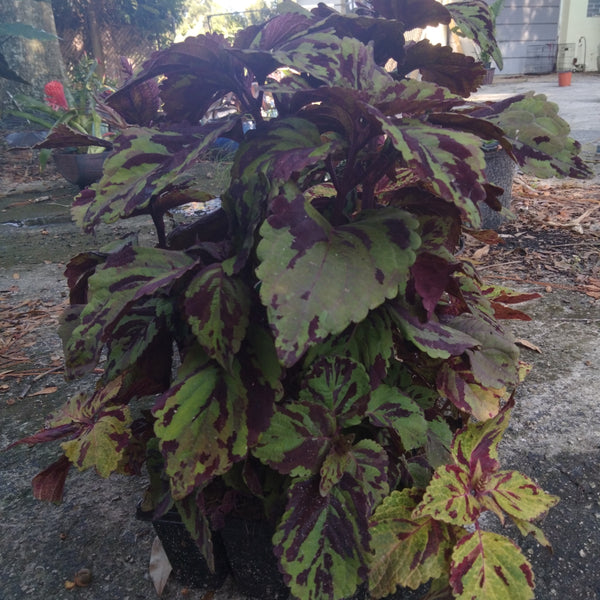 Mosaic Coleus live plant