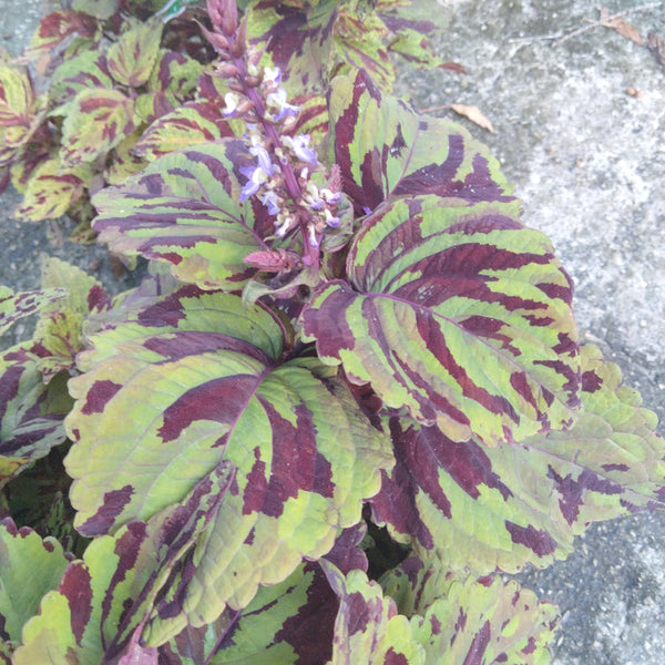 Mosaic Coleus live plant