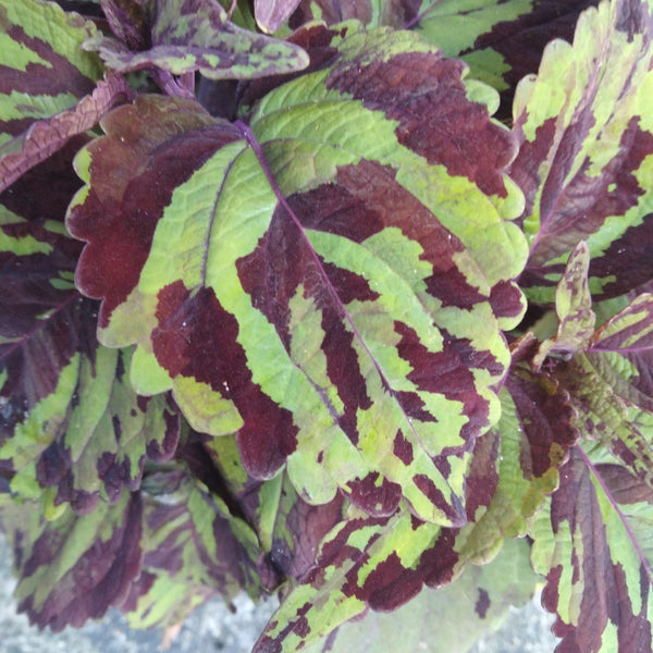 Mosaic Coleus live plant