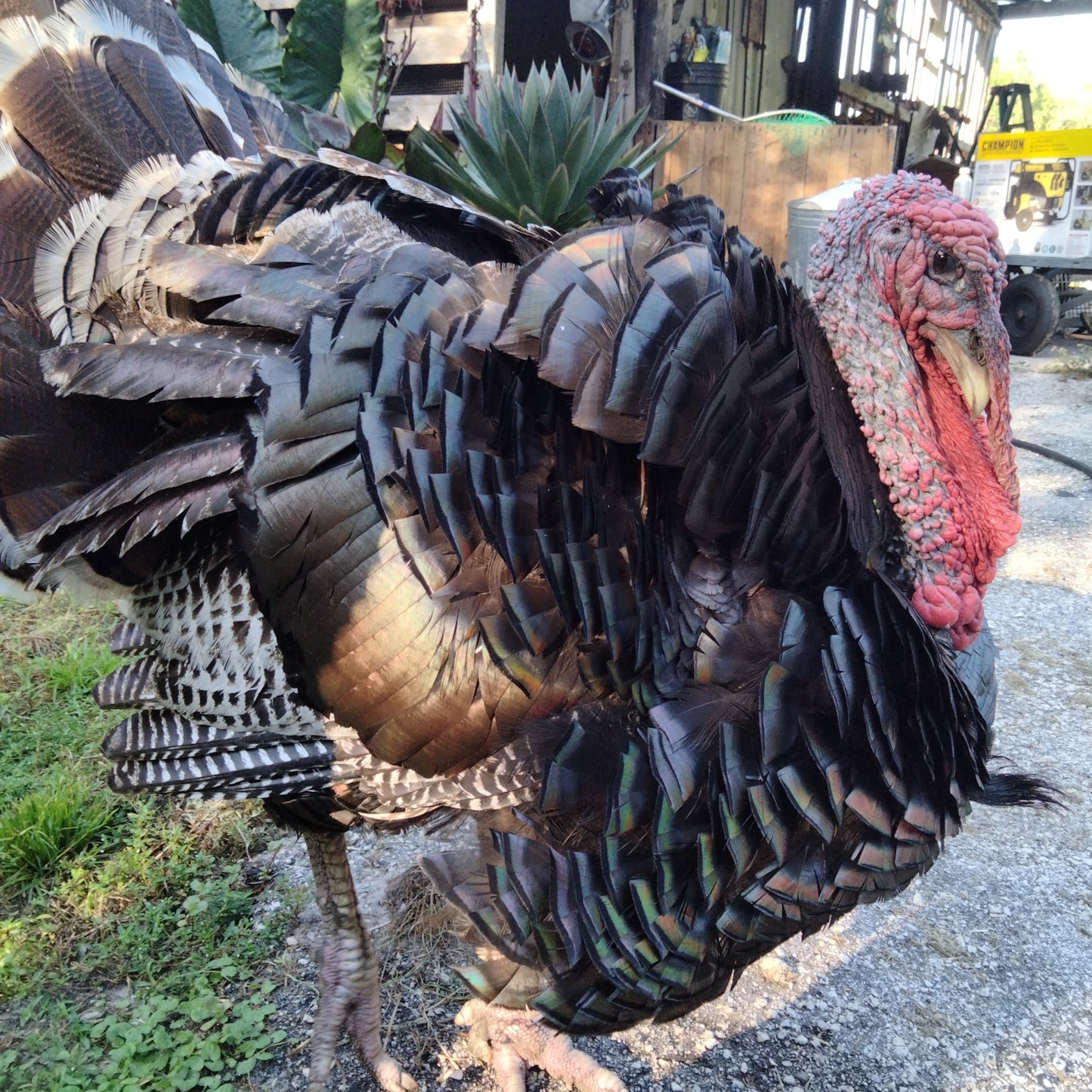 Moss Agate moon face carving