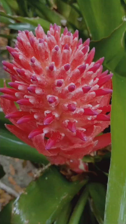 Bromeliad Live Plant