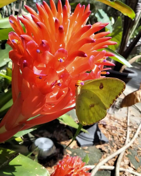 Bromeliad Live Plant