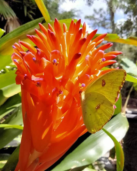 Bromeliad Live Plant