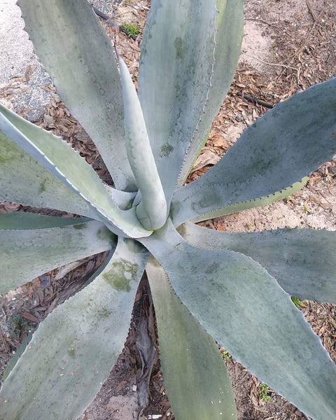 Century Plant bear root