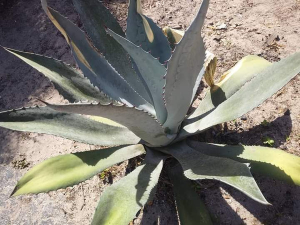 Century Plant bear root