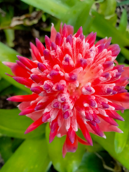 Bromeliad Live Plant