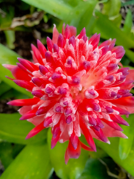 Bromeliad Live Plant