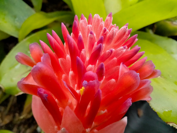 Bromeliad Live Plant