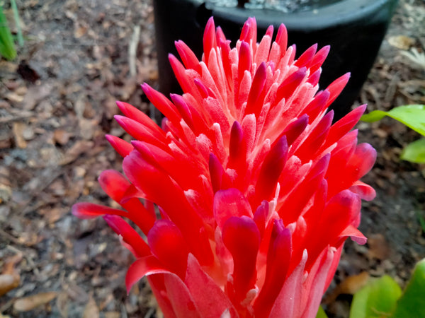 Bromeliad Live Plant