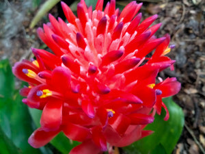 Bromeliad Live Plant