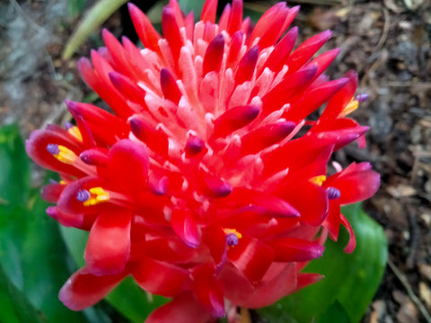 Bromeliad Live Plant