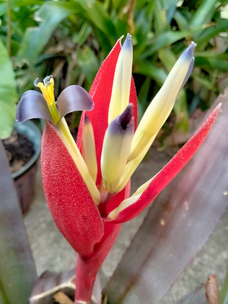 Purple Queen Bromeliad Live plant baby