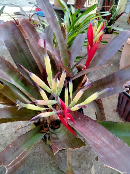 Purple Queen Bromeliad Live plant baby