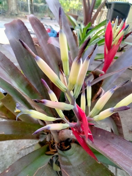 Purple Queen Bromeliad Live plant baby