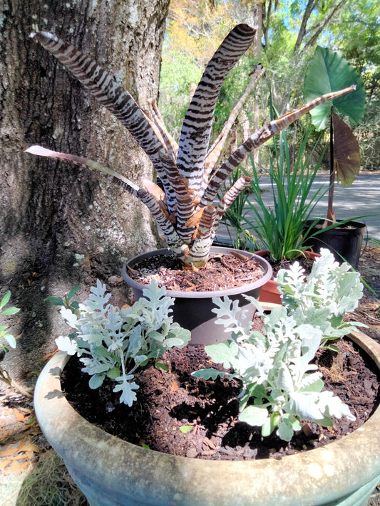 Zebra Bromilaiad live plant