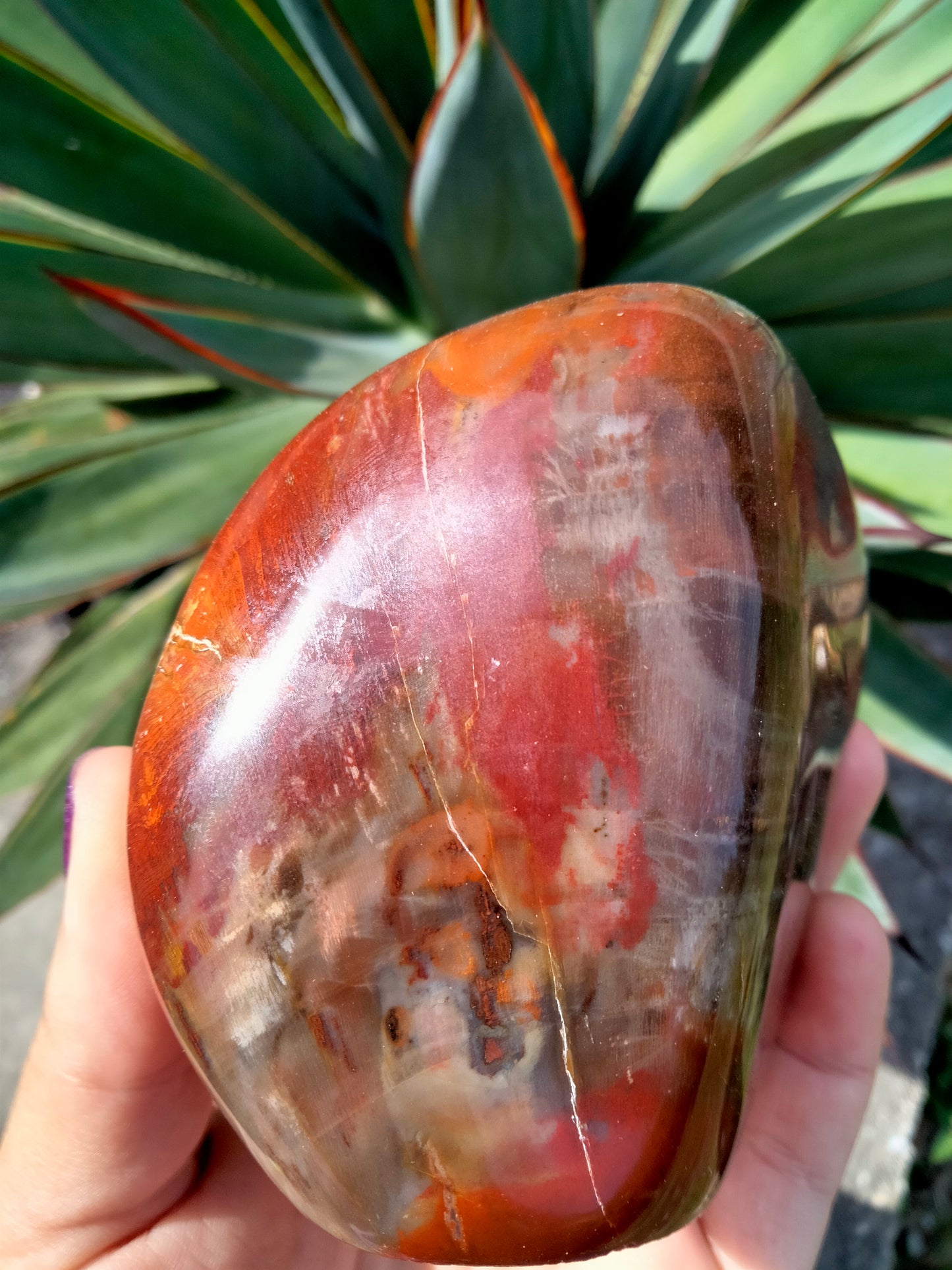 Petrified Woodstone freeform