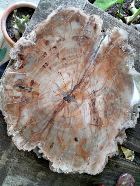 Petrified Woodstone Tree Trunk Fossil