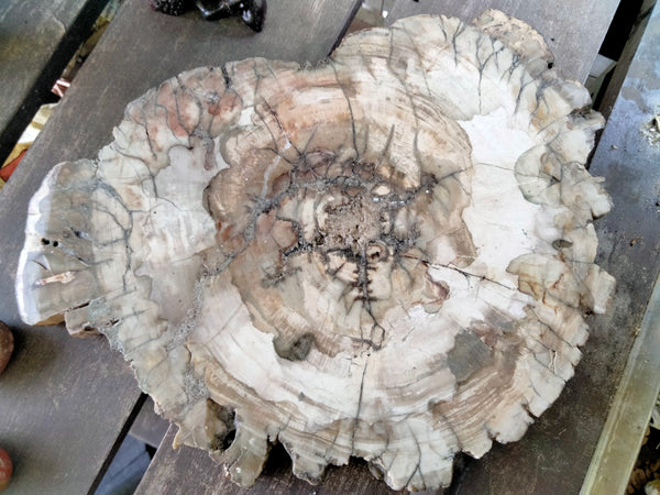 Petrified Woodstone Tree Trunk Fossil