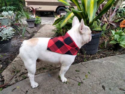 French Bulldog Handkerchief large Ajustible