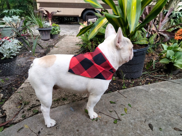 French Bulldog Handkerchief large Ajustible