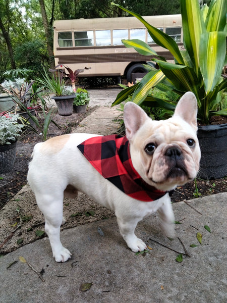 French Bulldog Handkerchief large Ajustible