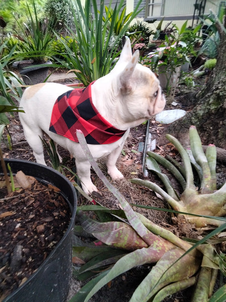 French Bulldog Handkerchief large Ajustible