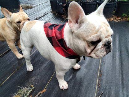 French Bulldog Handkerchief large Ajustible