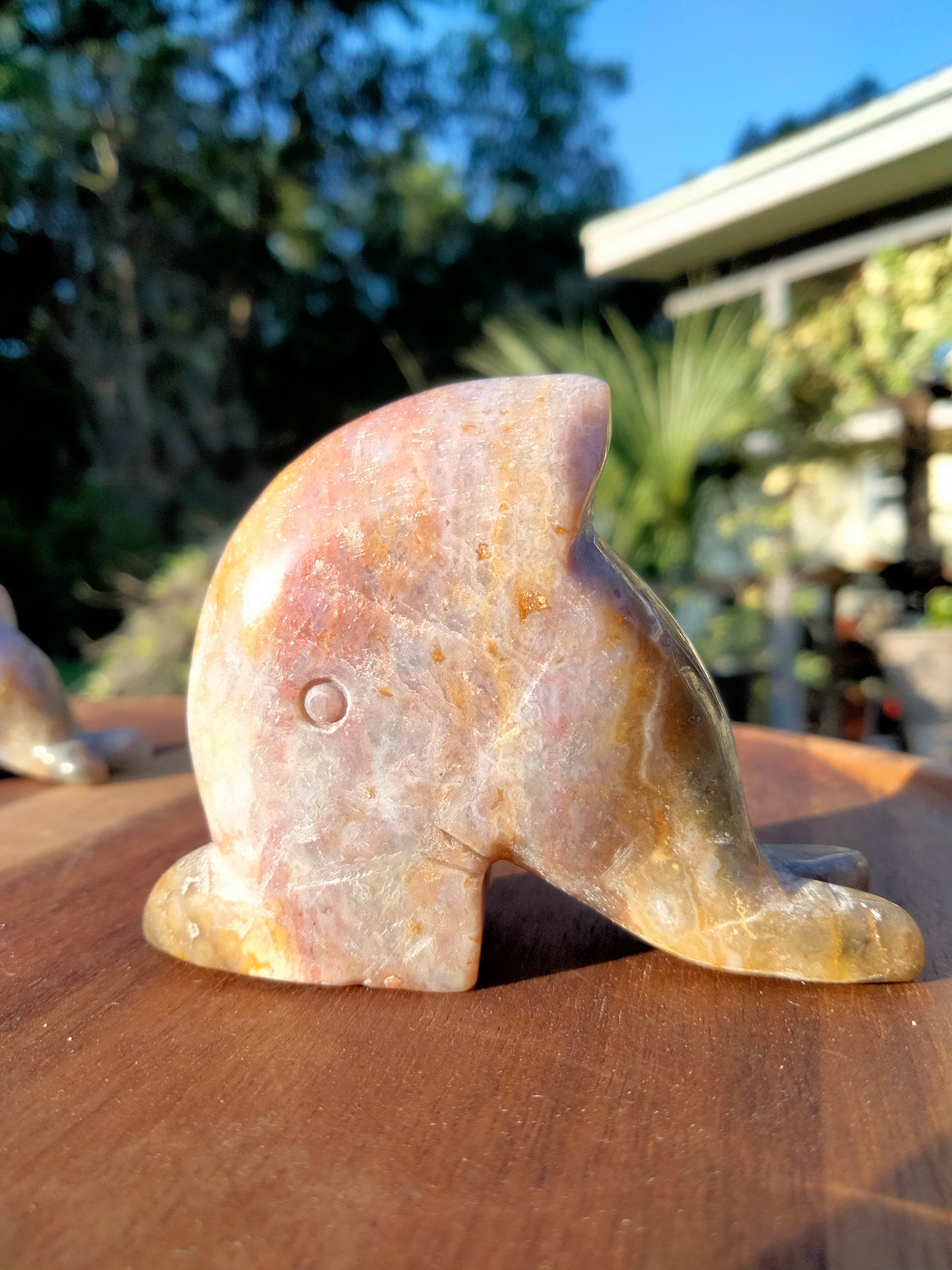 Ocean JASPER Dolphin