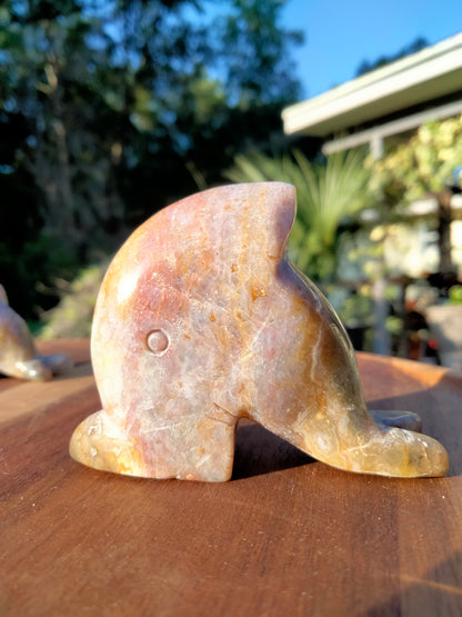 Ocean JASPER Dolphin