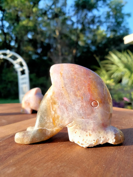 Ocean JASPER Dolphin